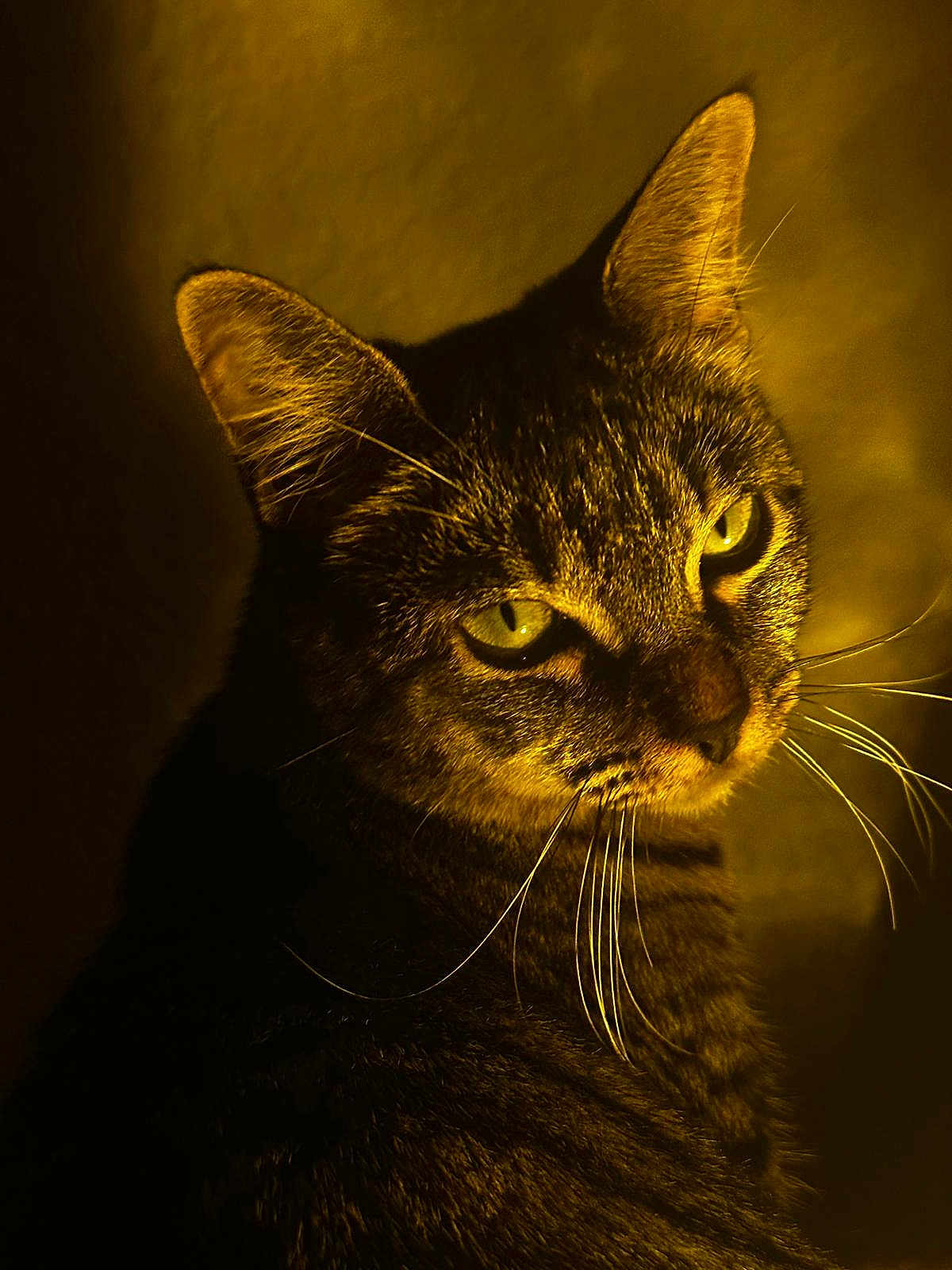Isabelle joined the competition — help win amazing prizes! animal, cat, closeup, cute, domestic_cat, ears, face, feline, fur, green_eyes, indoor, looking_away, mystery, night, pet, portrait, shadow, tabby, whiskers, yellow_light