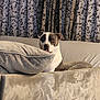 Ava is registered to the contest to win money with this photo: animal_portrait, beige, brown, canine, couch, cozy, curious, curtains, cushion, dog, domestic_animal, furniture, home, indoor, living_room, patterned_curtains, pet, resting, soft_texture, white