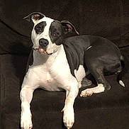 Ava joined the competition — help win amazing prizes! dog, pet, animal, black_and_white, couch, indoor, relaxed, laying_down, looking_at_camera, ears, paws, face, fur, canine, companion, domestic_animal, friendly, alert, expression, home