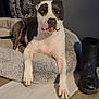 Ava is registered to the contest to win money with this photo: animal, black_and_white, boot, canine, comfort, curtains, dog, dog_bed, ears, eyes, flooring, fur, home, indoors, nose, paws, pet, plush, relaxed, resting