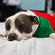 Ava is registered to the contest to win money with this photo: bed, black_and_white, canine, closeup, cute, dog, ears, face, fur, green_shirt, indoor, lying_down, nostrils, pet, portrait, red_shirt, relaxed, resting, sleeping, white_bedspread