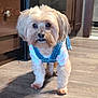 Zelda joined the competition — help win amazing prizes! adorable, animal, canine, clothing, companion, curious, cute, denim_overall, dog, domestic_animal, flooring, fur, house, indoor, looking, pet, portrait, small_dog, standing, wooden_floor