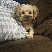 Zelda is registered to the contest to win money with this photo: animal, brown_couch, calm, companion, couch, cozy, cute, dog, domestic_animal, fur, furniture, home, indoor, looking_at_camera, patterned_pillow, pet, pillow, relaxed, sitting, small_dog