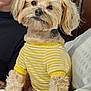 Zelda is registered to the contest to win money with this photo: animal, bed, blanket, blurred_background, companion, cozy, curious, cute, dog, fur, furniture, human, indoors, pet, portrait, seated, small_dog, striped_shirt, wood_headboard, yellow_shirt