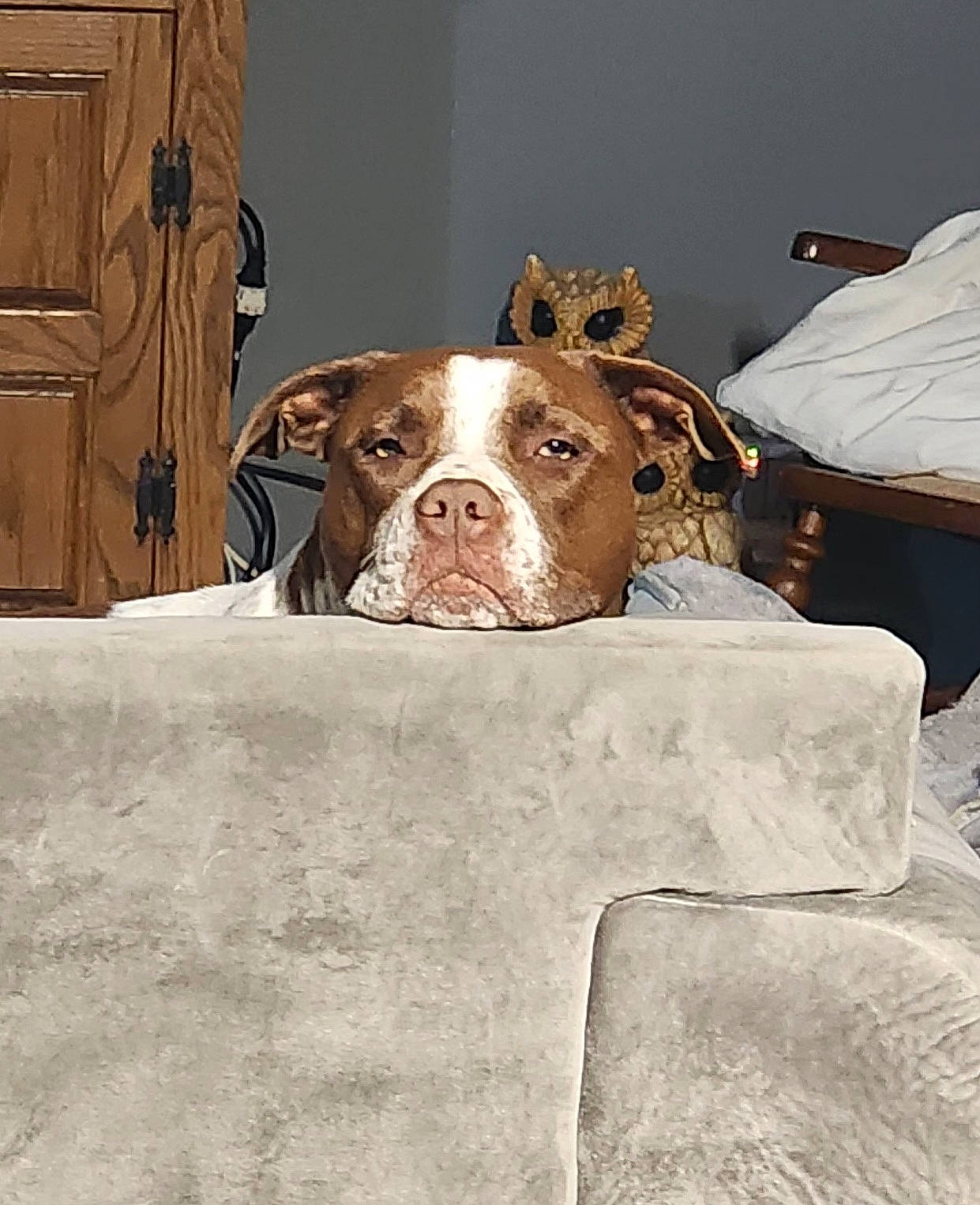 Luda joined the competition — help win amazing prizes! animal, brown_and_white, couch, cozy, decor, dog, ears, expression, furniture, gray_wall, head, home, indoor, owl_figurines, pet, quiet, relaxed, resting, snout, wooden_cabinet
