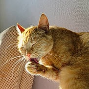 La Rousse participe au concours pour gagner de l'argent avec cette photo : cat, ginger_cat, pet, animal, indoor, grooming, paw, whiskers, sunlight, cozy, relaxed, feline, cute, closeup, sleepy, soft, texture, wall, cushion, home