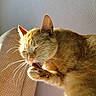 cat, ginger_cat, pet, animal, indoor, grooming, paw, whiskers, sunlight, cozy, relaxed, feline, cute, closeup, sleepy, soft, texture, wall, cushion, home