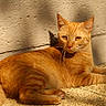 La Rousse participe au concours pour gagner de l'argent avec cette photo : cat, ginger_cat, orange_fur, sunlight, shadow, wall, texture, outdoor, pet, animal, feline, relaxed, resting, whiskers, paws, ground, daylight, closeup, cute, domestic_cat