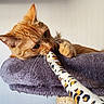 cat, orange_cat, pet, animal, feline, toy, playful, purple_cat_tree, indoor, whiskers, paw, fur, scratching_post, claws, closeup, cute, resting, texture, wall, leopard_print