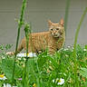 La Rousse a rejoint le concours — aidez-le/la à gagner de superbes lots ! cat, ginger_cat, grass, flowers, daisies, greenery, outdoor, nature, animal, pet, plant, leaf, curious, alert, walking, garden, feline, daylight, wall, flora