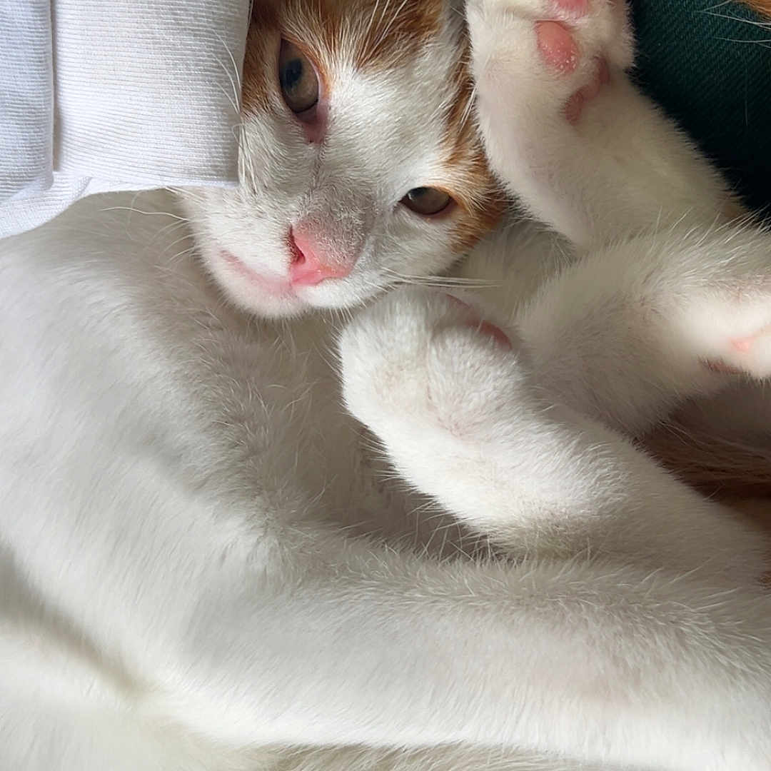 Happy participe au concours pour gagner de l'argent avec cette photo : animal, cat, close_up, cozy, curled_up, cute, eye, fur, indoor, nose, orange_fur, paw, pet, pink_paw_pads, relaxed, resting, sleepy, soft_texture, whiskers, white_fur