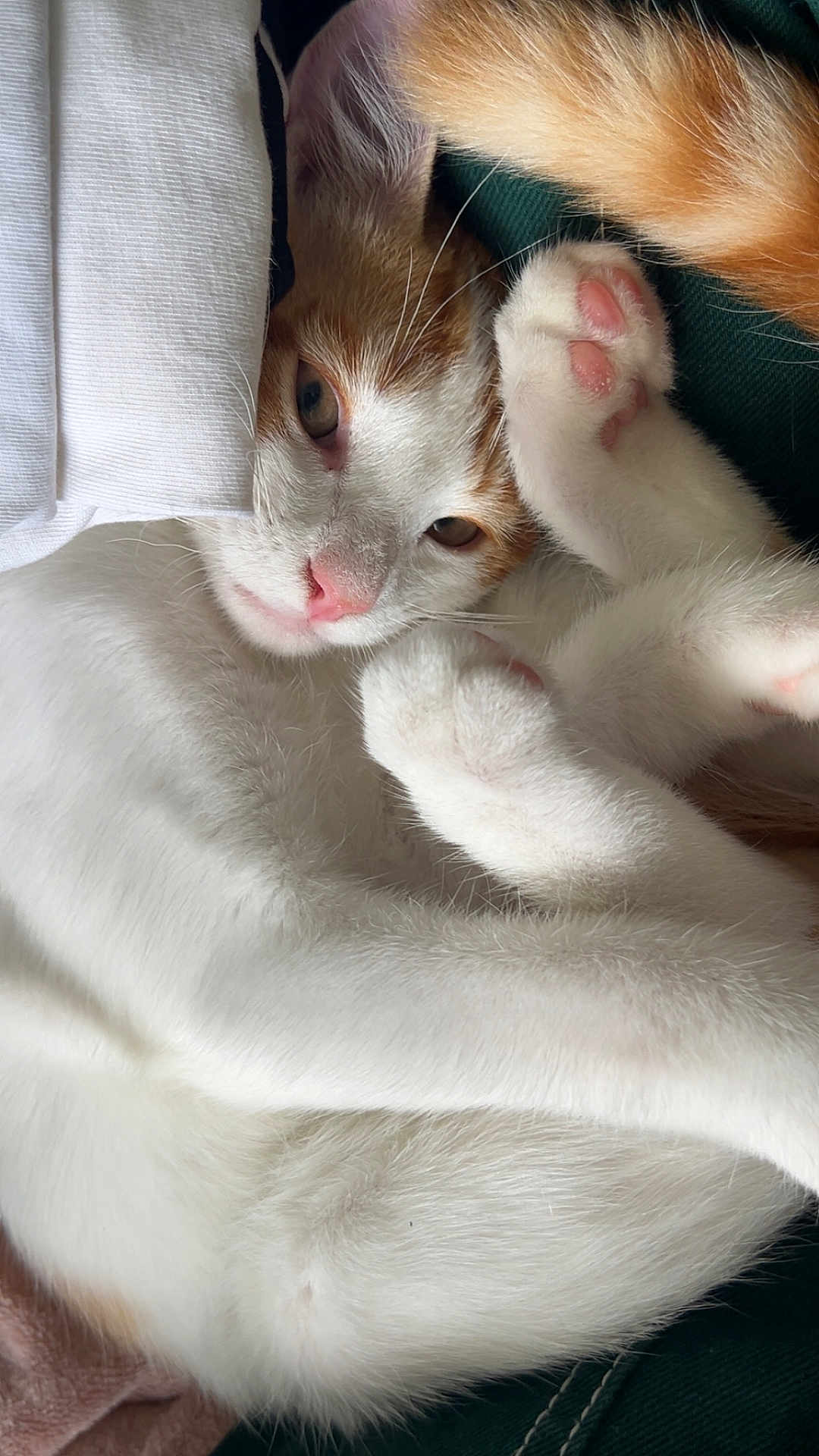 Happy participe au concours pour gagner de l'argent avec cette photo : cat, white_fur, orange_fur, paw, pink_paw_pads, whiskers, relaxed, sleepy, close_up, pet, animal, cute, cozy, curled_up, indoor, soft_texture, fur, eye, nose, resting