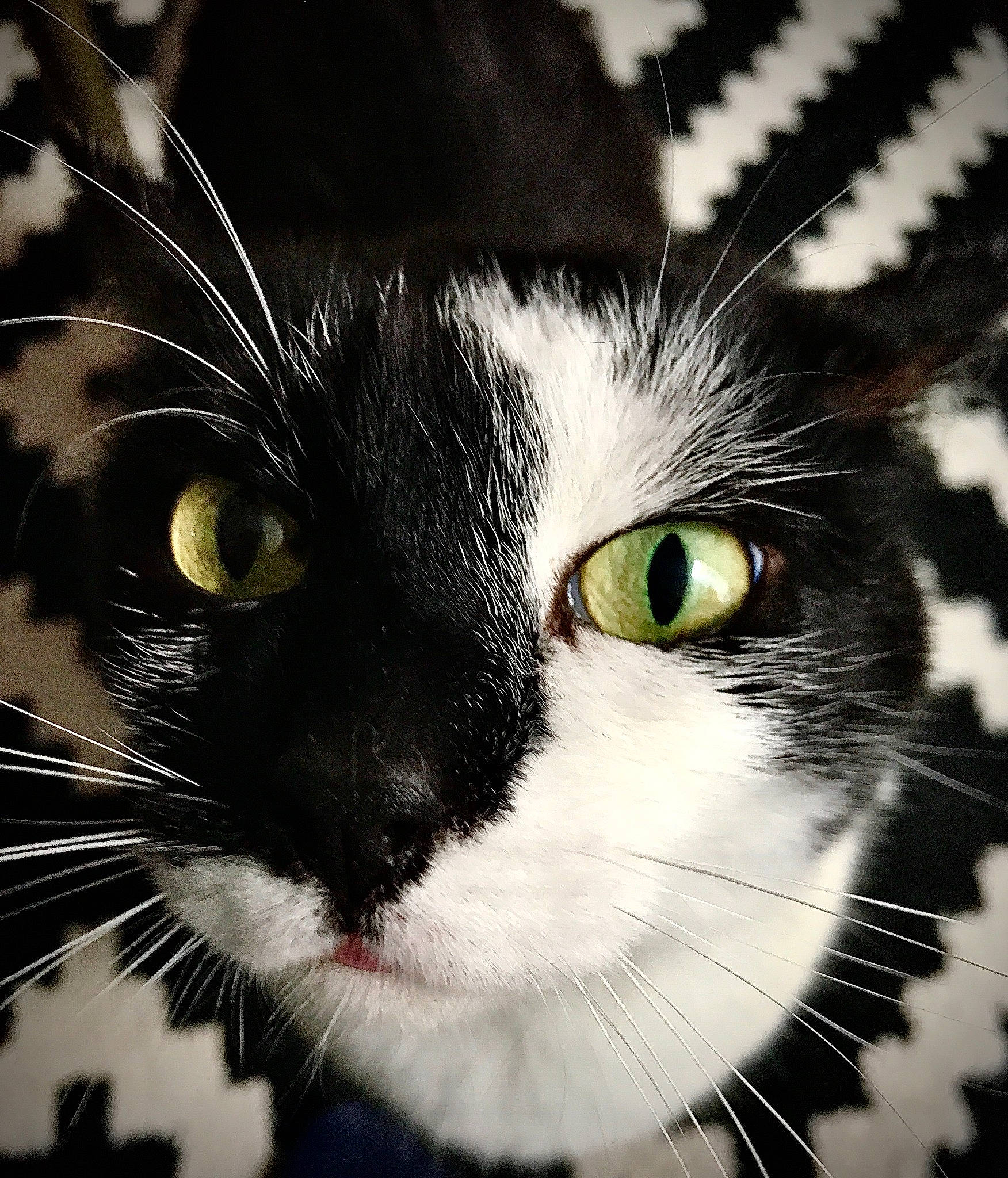 Gadget participe au concours pour gagner de l'argent avec cette photo : black, carnivore, cat, close_up, felidae, fur, iris, small_to_medium_sized_cats, snout, vertebrate, whiskers, yellow