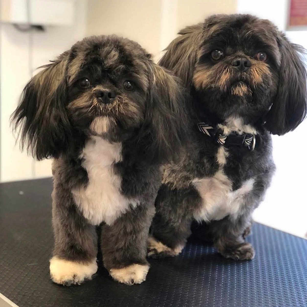 Paco Et Socquette a rejoint le concours — aidez-le/la à gagner de superbes lots ! adorable, animal, black_and_white, companions, cute, cute_animals, dog, domestic_animal, fluffy, fur, groomed, indoor, looking, pet_care, pets, portrait, small_dog, standing, table, two_dogs