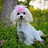 Snowbird is registered to the contest to win money with this photo: dog, white_dog, bow, pink_bow, grass, greenery, outdoor, nature, pet, cute, small_dog, fluffy, portrait, animal, canine, tree_trunk, leaves, sitting, daylight, adorable