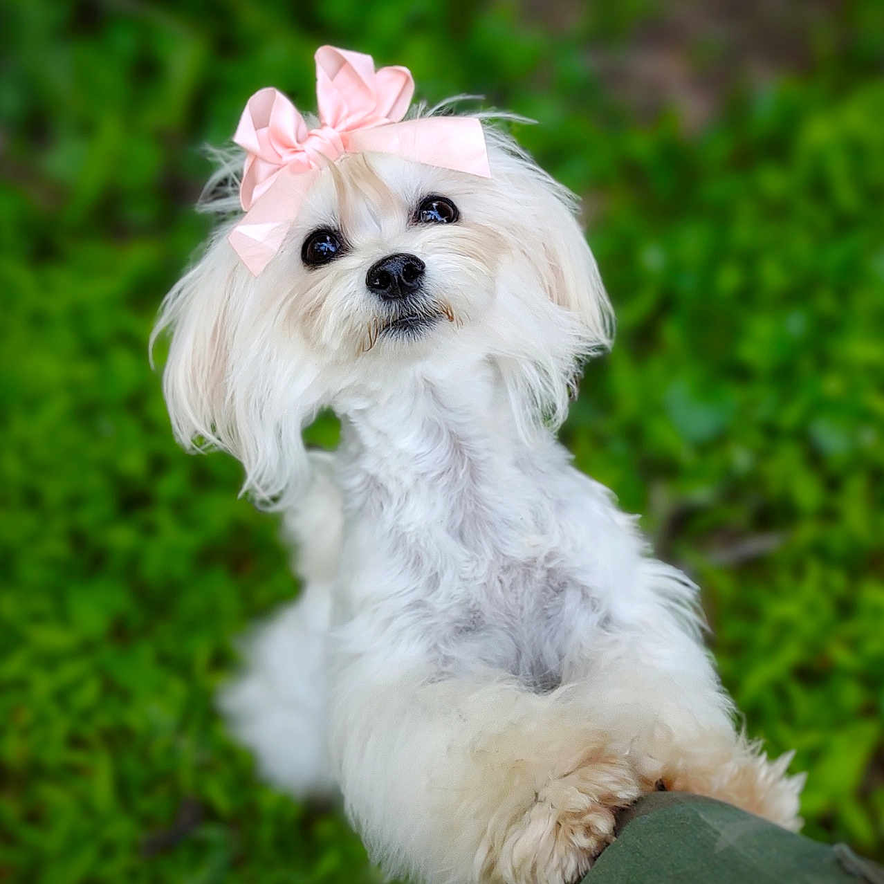 Snowbird joined the competition — help win amazing prizes! dog, white_dog, bow, pink_bow, cute, fluffy, pet, grass, outdoor, animal, small_dog, paw, looking_up, nature, greenery, adorable, fur, domestic_animal, companion, playful