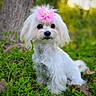 Snowbird is registered to the contest to win money with this photo: dog, white_dog, pink_bow, grass, outdoor, tree_trunk, cute, fluffy, pet, animal, nature, portrait, small_dog, sitting, greenery, fur, adorable, canine, eyes, leaf