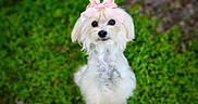 Snowbird joined the competition — help win amazing prizes! dog, white_dog, bow, pink_bow, cute, pet, animal, fluffy, outdoor, green_background, grass, portrait, small_dog, adorable, looking_up, nature, fur, ears, nose, eyes