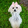 dog, white_dog, bow, pink_bow, cute, pet, animal, fluffy, outdoor, green_background, grass, portrait, small_dog, adorable, looking_up, nature, fur, ears, nose, eyes