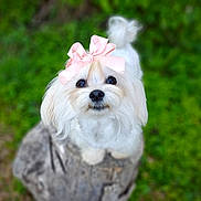 Snowbird is registered to the contest to win money with this photo: dog, white_dog, bow, pink_bow, tree_stump, outdoor, greenery, cute, fluffy, pet, animal, portrait, small_dog, fur, eyes, nature, looking_up, adorable, close_up, background_blur