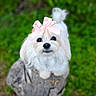 dog, white_dog, bow, pink_bow, tree_stump, outdoor, greenery, cute, fluffy, pet, animal, portrait, small_dog, fur, eyes, nature, looking_up, adorable, close_up, background_blur