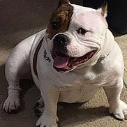 Daisy joined the competition — help win amazing prizes! dog, bulldog, white, brown_patch, carpet, indoor, pet, happy, tongue_out, sitting, short_legs, smiling, animal, canine, cute, domestic, companion, furry, friendly, stocky