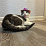 cat, animal, pet, floor, hat, cowboy_hat, indoor, wooden_floor, curious, gray_and_white, cute, fur, whiskers, domestic_cat, relaxed, playful, texture, wall, looking, pink