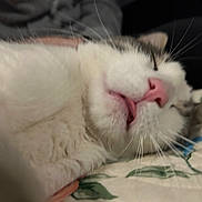 Freddie is registered to the contest to win money with this photo: cat, close_up, sleeping, tongue_out, whiskers, fur, pet, animal, cute, relaxed, indoor, blanket, floral_pattern, soft, pink_nose, face, feline, lying_down, resting, cozy