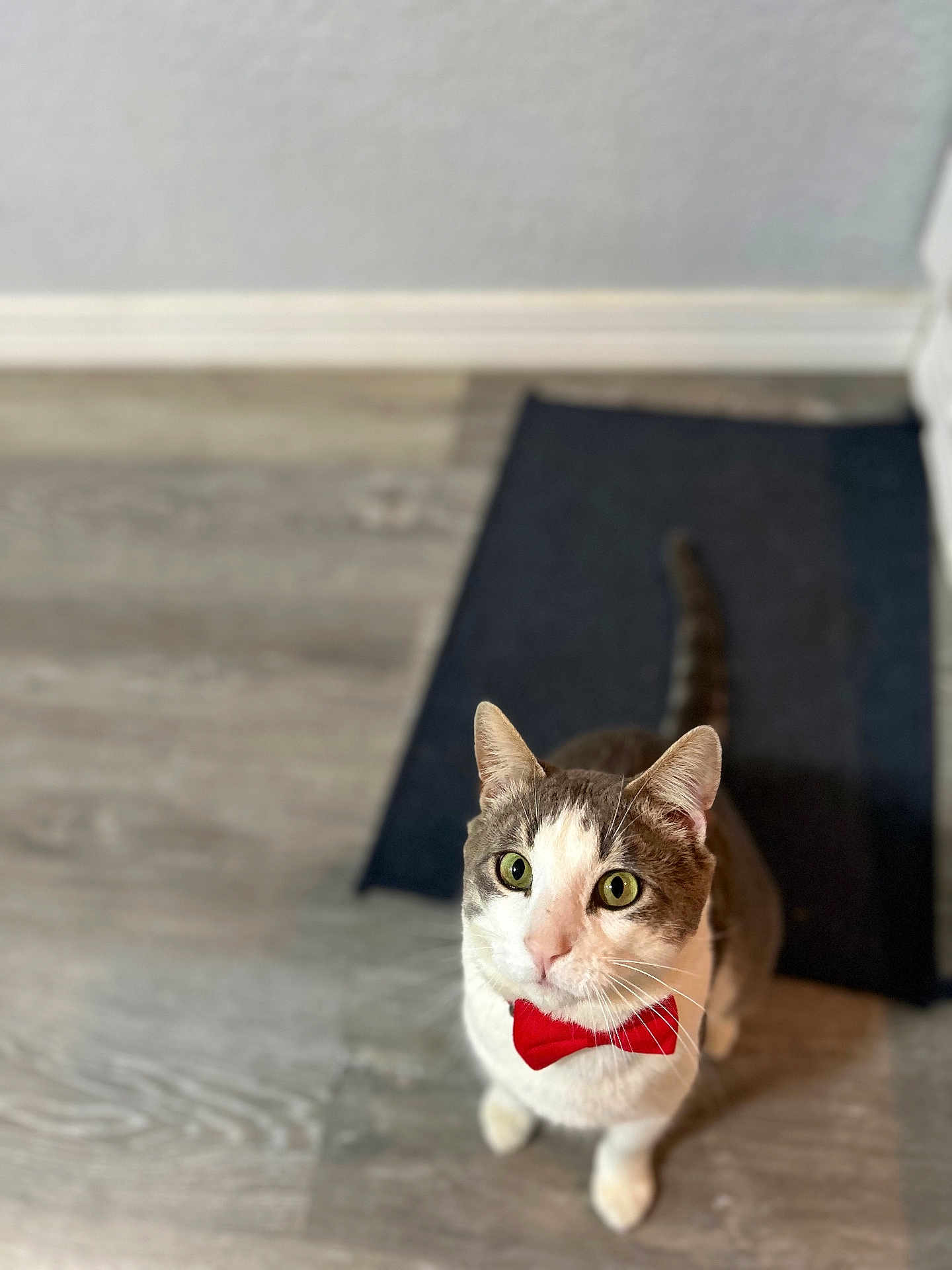 Freddie joined the competition — help win amazing prizes! cat, bow_tie, pet, indoor, flooring, curious, animal, feline, domestic_cat, looking_up, white_and_gray, red_accessory, cute, small, whiskers, ears, tail, home, mat, portrait
