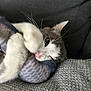 Freddie joined the competition — help win amazing prizes! cat, pet, toy, fish_toy, claw, paw, whiskers, feline, playful, couch, fabric, gray, close_up, indoor, cute, animal, snuggling, soft_texture, relaxed, cozy