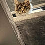 animal, cat, cat_tree, closeup, curious, cute, ears, eyes, face, feline, fluffy, fur, grey, indoor, pet, playful, relaxing, soft, texture, whiskers