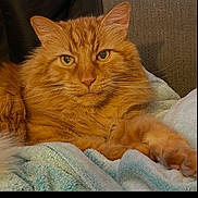 Jens joined the competition — help win amazing prizes! cat, ginger_cat, feline, pet, animal, fur, whiskers, ears, eyes, paws, blanket, cozy, indoor, resting, relaxed, cute, portrait, mammal, domestic_animal, soft