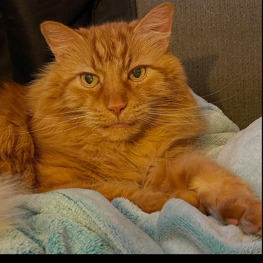 Jens joined the competition — help win amazing prizes! cat, ginger_cat, feline, pet, animal, fur, whiskers, ears, eyes, paws, blanket, cozy, indoor, resting, relaxed, cute, portrait, mammal, domestic_animal, soft