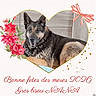 Roxane a rejoint le concours — aidez-le/la à gagner de superbes lots ! animal, canine, celebration, cute, decorative, dog, flowers, furry, german_shepherd, gift_card, heart_frame, holiday, indoor, love, mother's_day, pet, pink_bow, portrait, resting, text_overlay