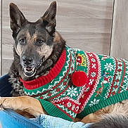 Roxane participe au concours pour gagner de l'argent avec cette photo : animal, canine, companion, dog, dog_bed, ears, festive, fur, furniture, german_shepherd, green, holiday_sweater, indoor, pet, pom_pom, red, relaxed, smiling, sweater, tile_floor