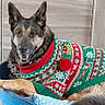 animal, canine, companion, dog, dog_bed, ears, festive, fur, furniture, german_shepherd, green, holiday_sweater, indoor, pet, pom_pom, red, relaxed, smiling, sweater, tile_floor