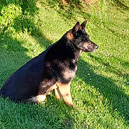 Roxanne a rejoint le concours — aidez-le/la à gagner de superbes lots ! animal, black_and_tan, canine, dog, garden, german_shepherd, grass, greenery, nature, outdoor, park, pointed_ears, portrait, profile, shadow, short_fur, sitting, smartphone_watermark, sunlight, tree