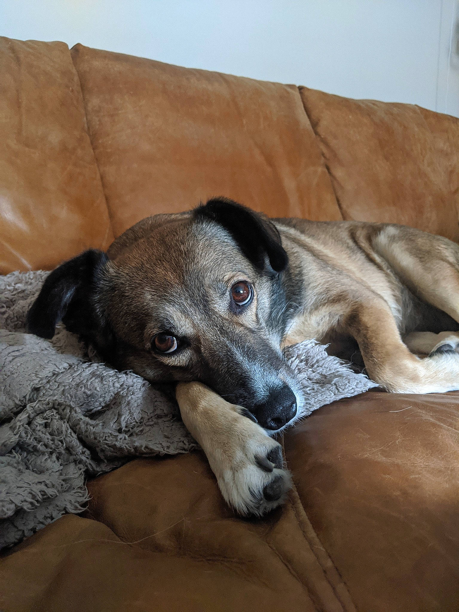 Nala is registered to the contest to win money with this photo: canidae, carnivore, comfort, companion_dog, dog, dog_breed, fawn, grey, rampur_greyhound, sighthound, snout, sporting_group, terrestrial_animal, working_animal