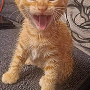 Charlie is registered to the contest to win money with this photo: animal, cat, couch, cozy, cute, ears, expression, feline, fur, home, indoor, kitten, mouth_open, orange_tabby, pet, playful, sitting, texture, whiskers, young_cat