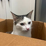 Murphy joined the competition — help win amazing prizes! animal, box, cardboard_box, cat, closeup, curious, cute, domestic_cat, ears, face, feline, fur, gray, indoor, looking, nose, pet, sitting, whiskers, white