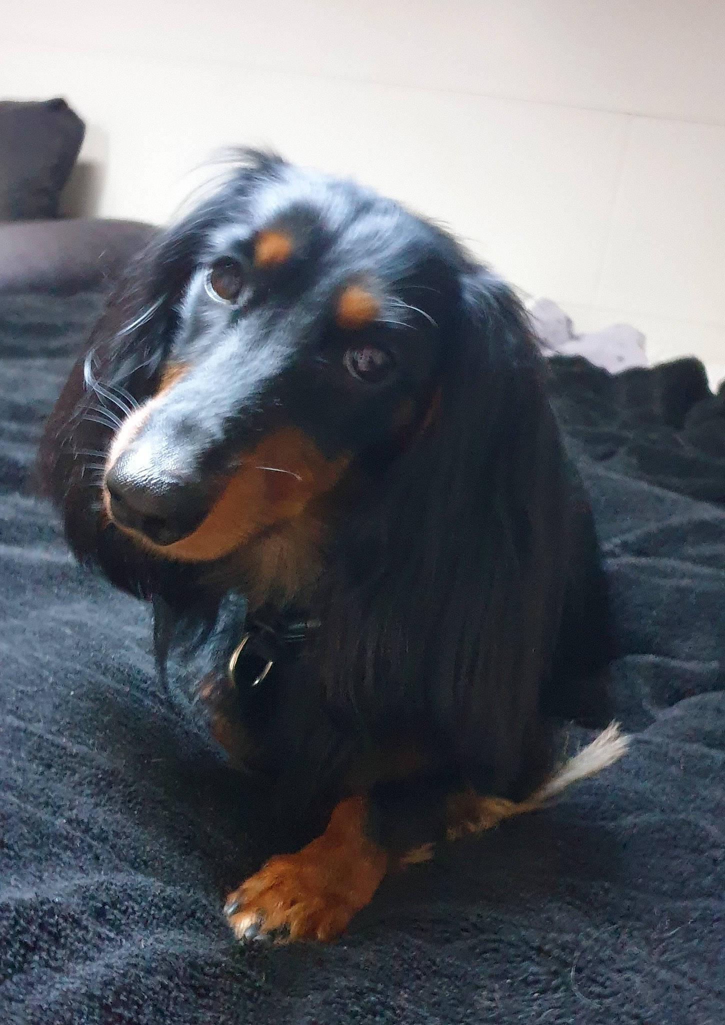 Nouba participe au concours pour gagner de l'argent avec cette photo : canidae, carnivore, companion_dog, dog, dog_breed, fur, liver, snout, sporting_group, terrestrial_animal, whiskers, working_animal, working_dog