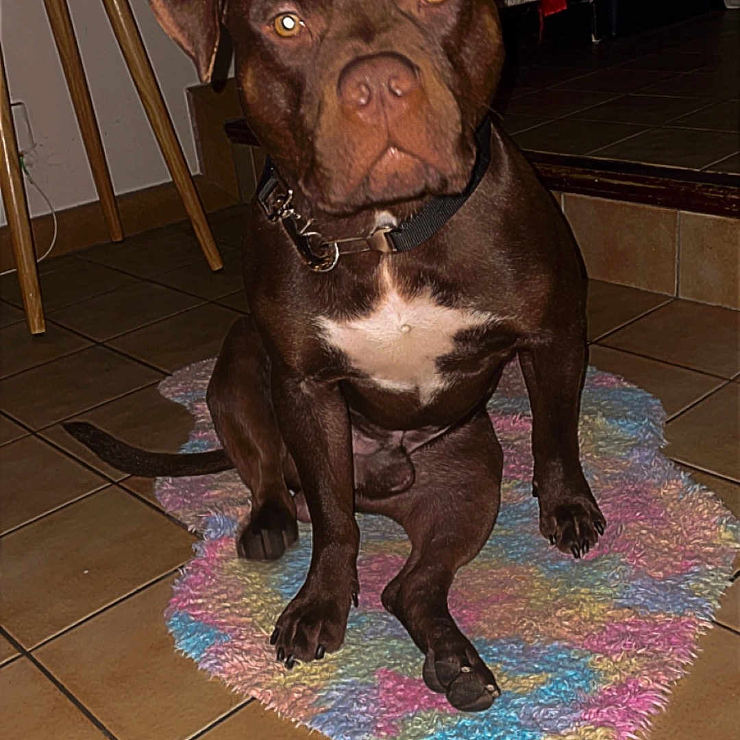 Pablito participe au concours pour gagner de l'argent avec cette photo : animal, boxer, bulldog, canine, dog, frenchbulldog, furniture, hardwood, homedecor, hound, labradorretriever, mat, pet, pitbull, plywood, pointer, puppy, rug, snout, wood
