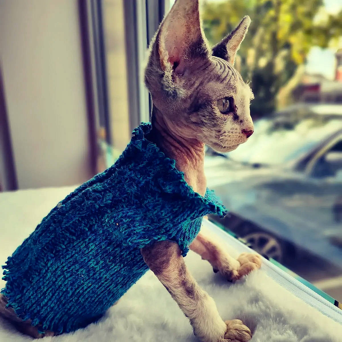 Dobby joined the competition — help win amazing prizes! art, blue, craft, electric_blue, fawn, felidae, fur, metal, pattern, sleeve, snout, square, tail, terrestrial_animal, toy, visual_arts, whiskers, wildlife, woolen, woven_fabric