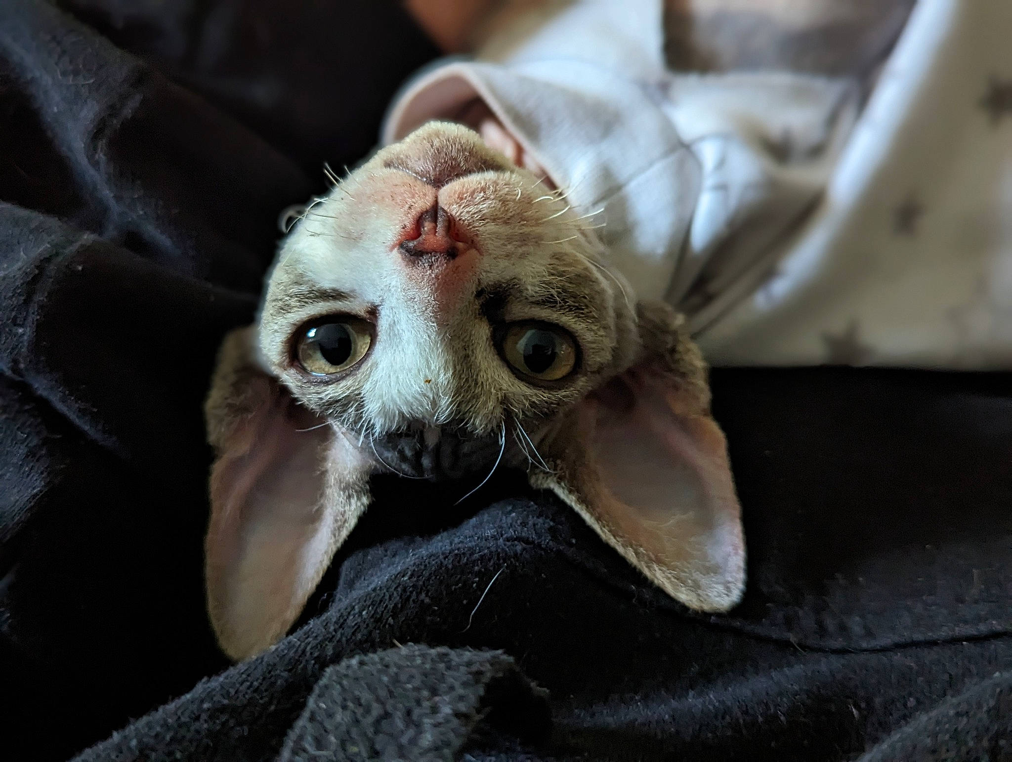 Dobby is registered to the contest to win money with this photo: canidae, carnivore, cat, claw, comfort, domestic_short_haired_cat, ear, eye, eyelash, fawn, felidae, fur, jaw, paw, small_to_medium_sized_cats, snout, terrestrial_animal, whiskers, wildlife