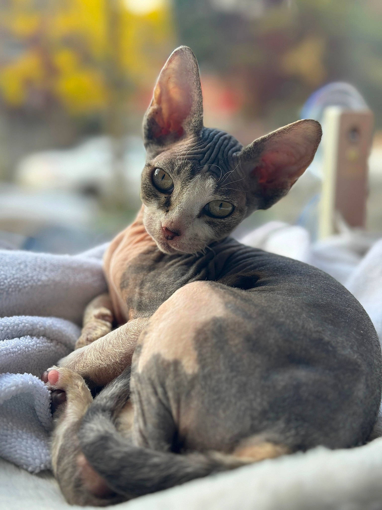 Dobby joined the competition — help win amazing prizes! carnivore, cat, claw, comfort, domestic_short_haired_cat, donskoy, ear, fawn, felidae, fur, grey, peterbald, small_to_medium_sized_cats, snout, sphynx, terrestrial_animal, whiskers, wildlife