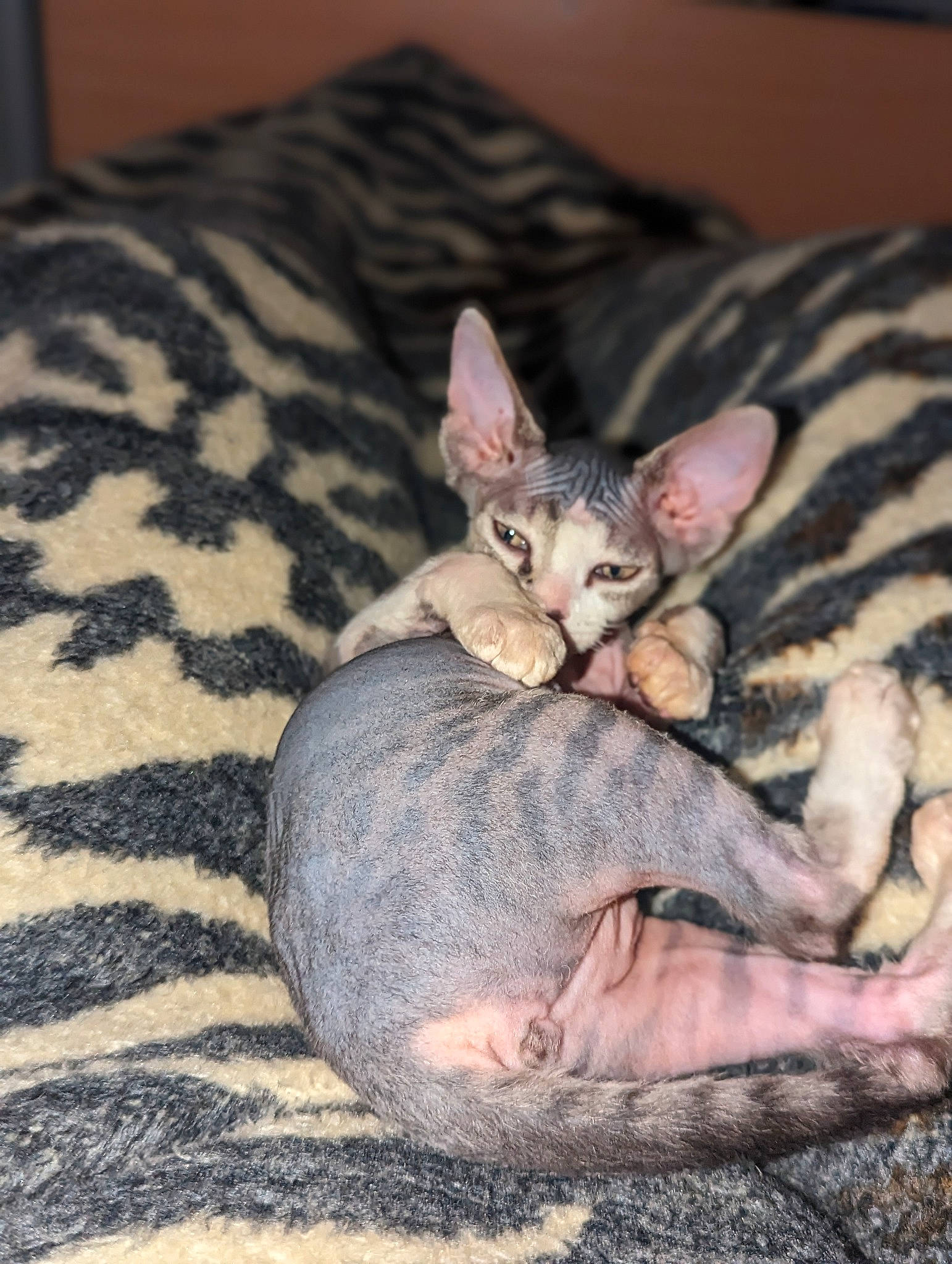 Dobby is registered to the contest to win money with this photo: canidae, carnivore, cat, claw, comfort, domestic_short_haired_cat, fawn, felidae, foot, fur, linens, nap, paw, sitting, small_to_medium_sized_cats, snout, tail, terrestrial_animal, whiskers, wildlife