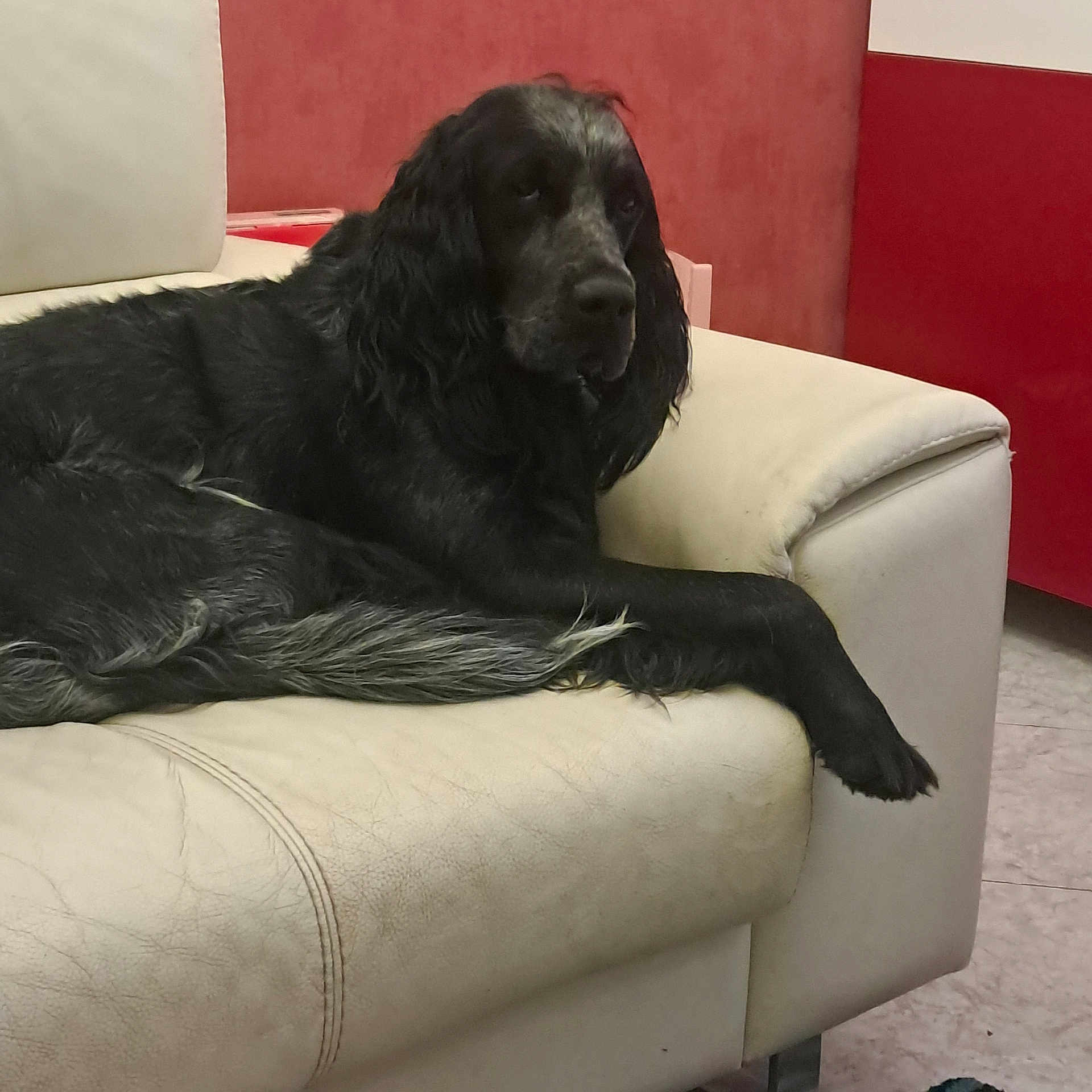 Usko participe au concours pour gagner de l'argent avec cette photo : animal, black_dog, canine, companion, couch, dog, domestic, floor, fur, household, indoor, leather, living_room, paw, pet, red_wall, relaxed, resting, seated, wall