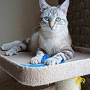 Unik participe au concours pour gagner de l'argent avec cette photo : cat, feline, blue_eyes, whiskers, paw, cat_tree, scratching_post, toy, ribbon, indoor, portrait, sitting, fur, closeup, furniture, cozy, beige, stare, pet, animal
