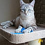 cat, feline, blue_eyes, whiskers, paw, cat_tree, scratching_post, toy, ribbon, indoor, portrait, sitting, fur, closeup, furniture, cozy, beige, stare, pet, animal