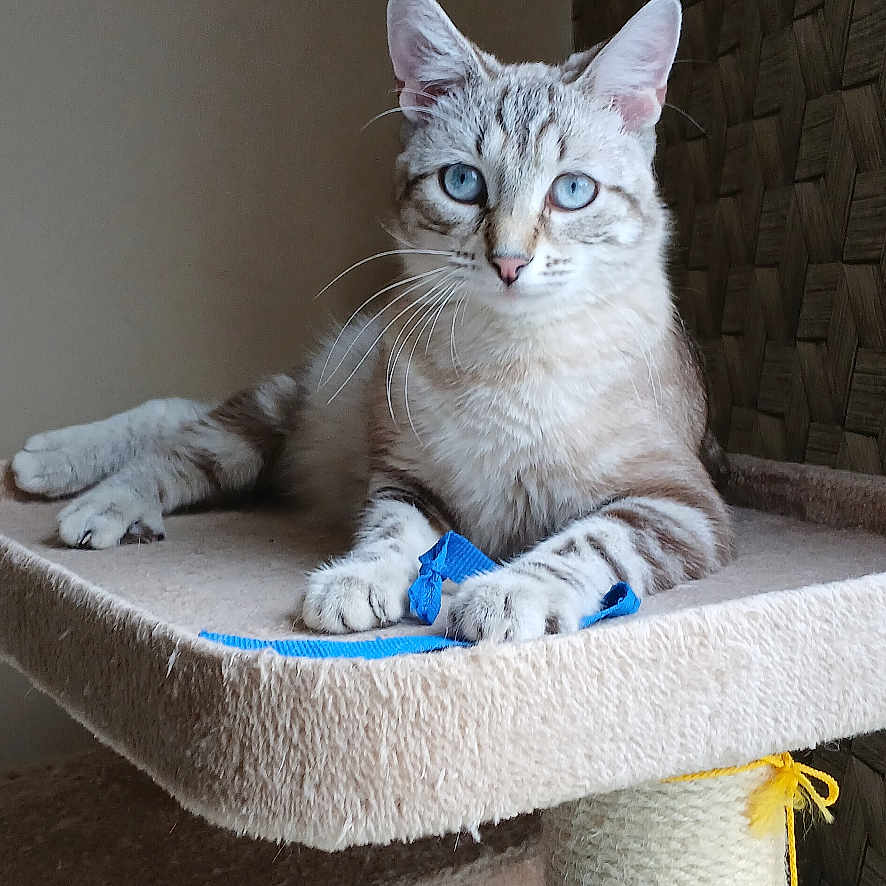 Unik participe au concours pour gagner de l'argent avec cette photo : animal, beige, blue_eyes, cat, cat_tree, closeup, cozy, feline, fur, furniture, indoor, paw, pet, portrait, ribbon, scratching_post, sitting, stare, toy, whiskers